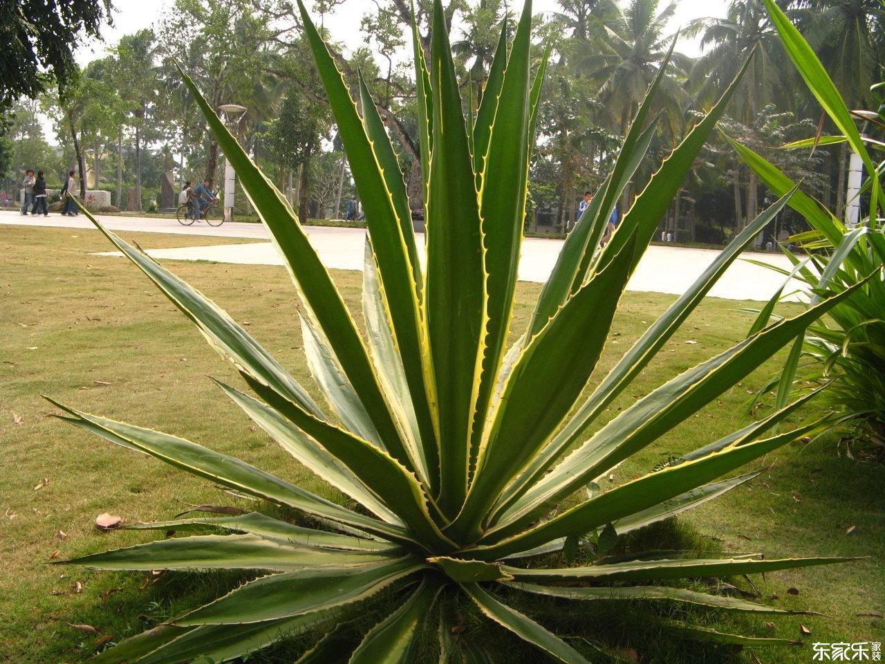 哪些植物去除甲醛效果好？