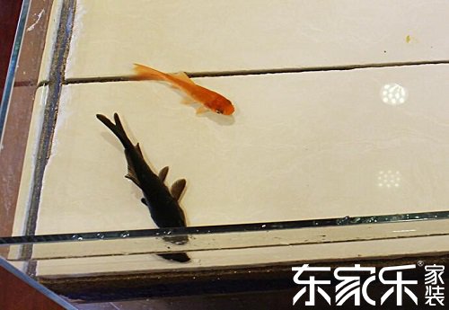 可以養(yǎng)魚的環(huán)保防水涂料